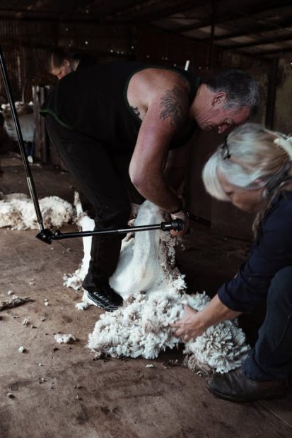 Tips To Find the Right Shearing Supplies for Your Shearing Jobs