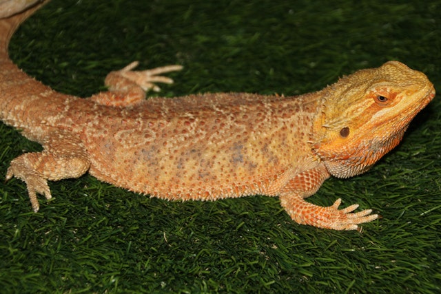 4 Simple Tips for Taking Care of Your Pet Lizard